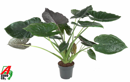 Alocasia wentii 120cm 32cm Pot