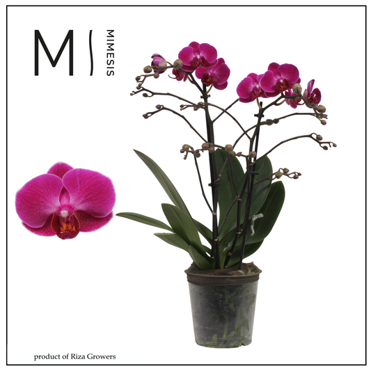 Riza Ter Laak Orchios Phalaenopsis mf. Morelia Pack of 10