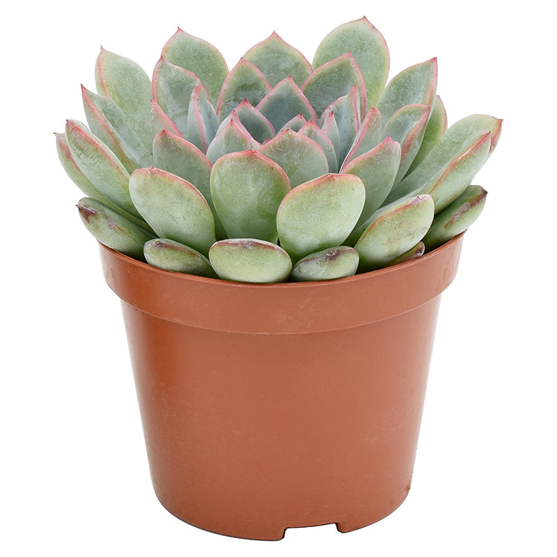 Echeveria Aurora 14cm Special Pot (508)