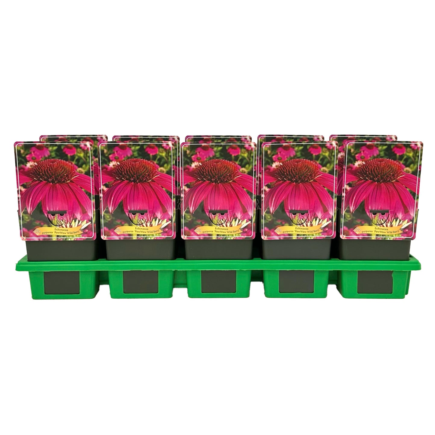 Echinacea pur. Powwow Wild Berry 25cm 11cm Pot