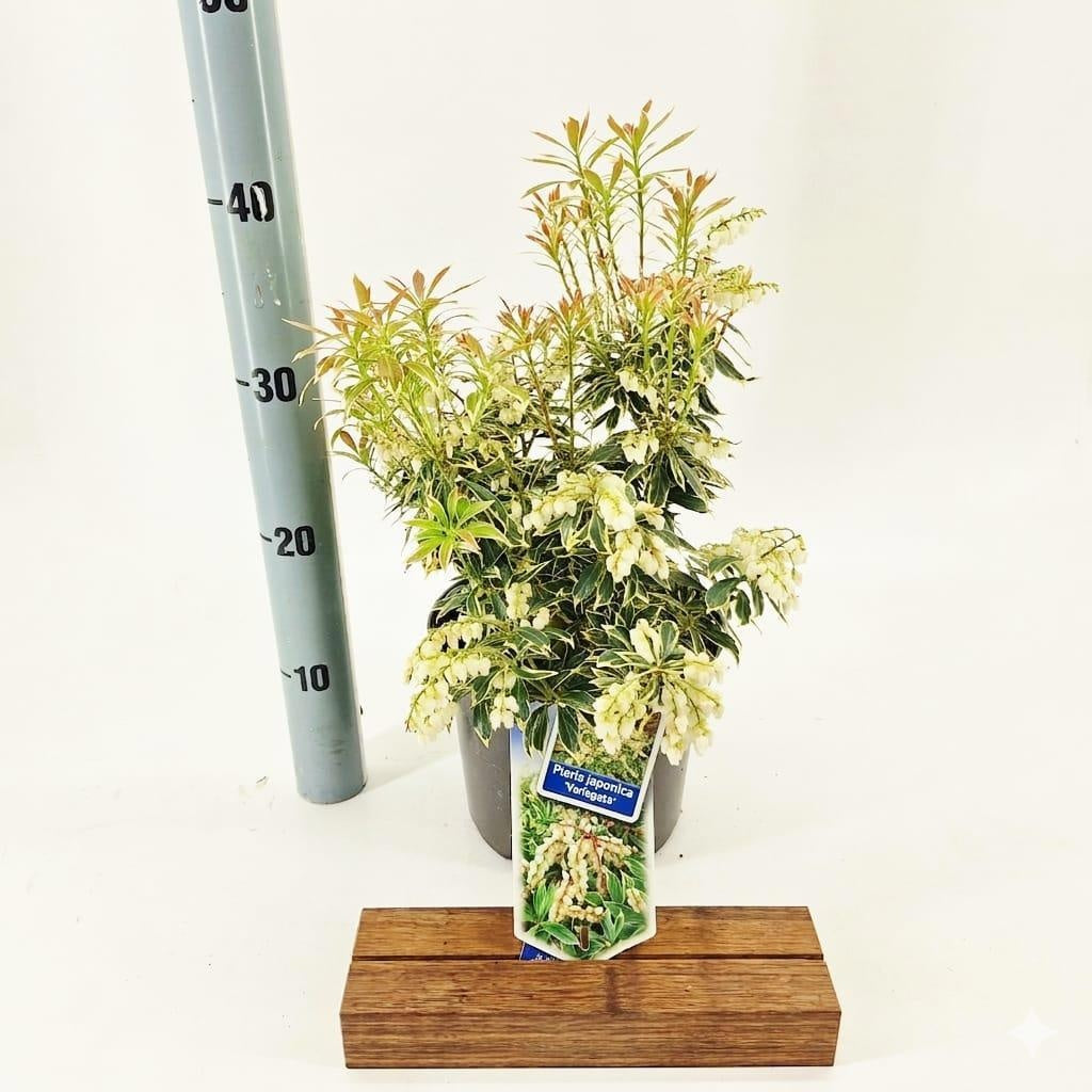Pieris japonica Variegata 30cm 19cm Pot