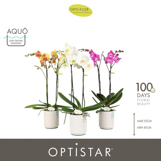Phalaenopsis mix 50cm 12cm Pot