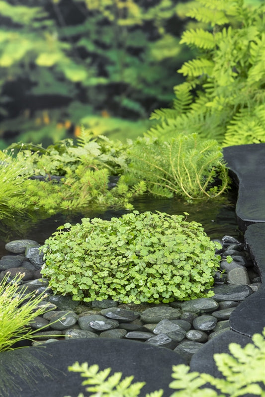 Hydrocotyle novae-zelandiae 30cm 18cm Pot