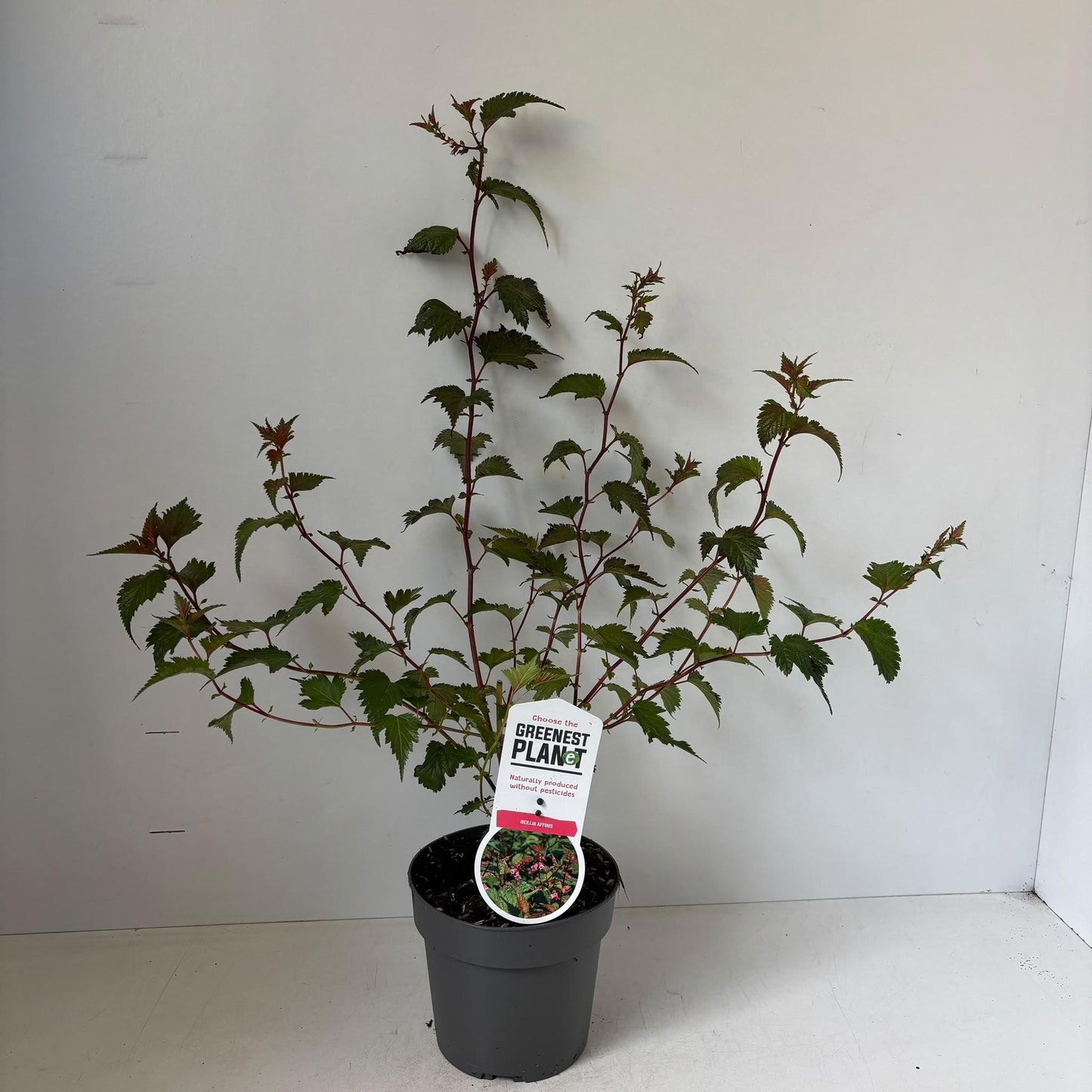 Neillia affinis 55cm 17cm Pot