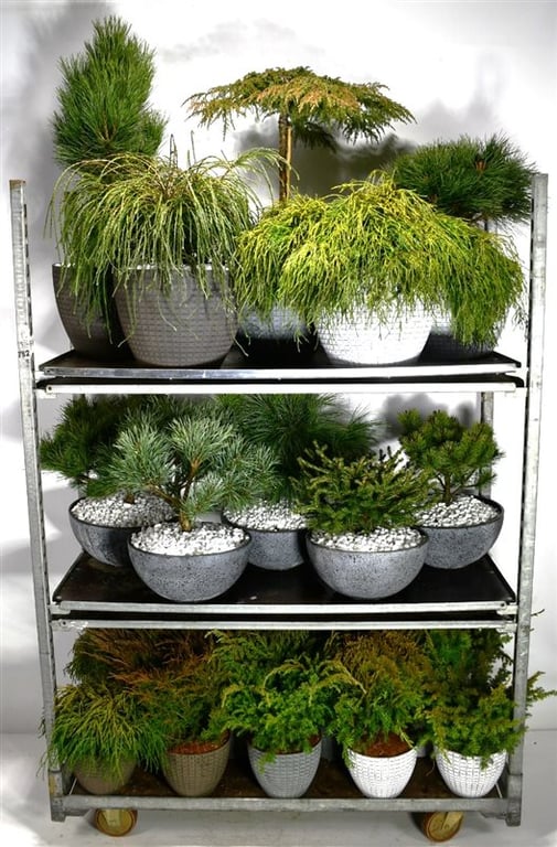 Conifer mix 998cm 998cm Pot