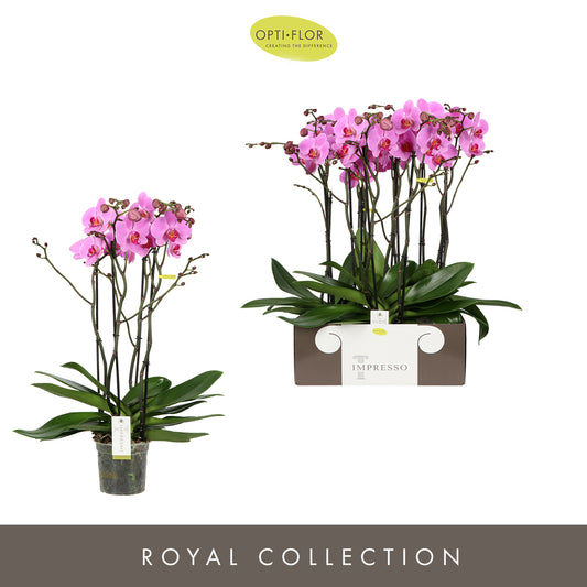 Phalaenopsis pink 65cm 15cm Pot
