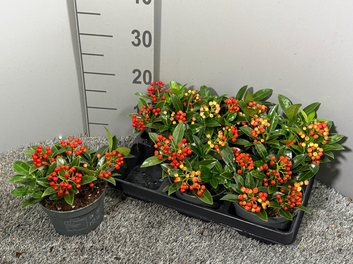 Skimmia japonica 20cm 14cm Pot