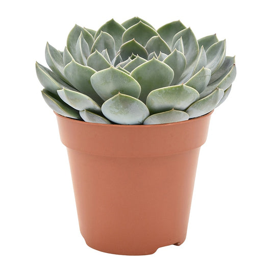 Amigo Plant VOF Echeveria Grande Cinza Pack of 8