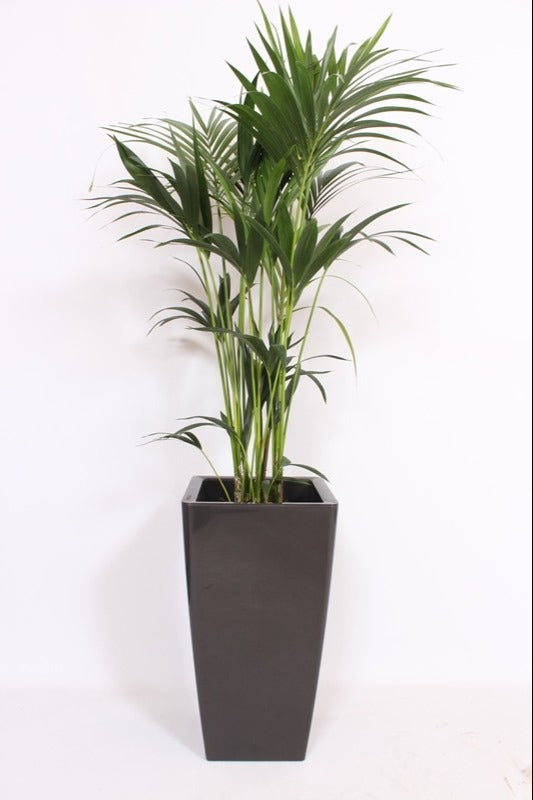 Howea forsteriana 160cm 33cm Pot