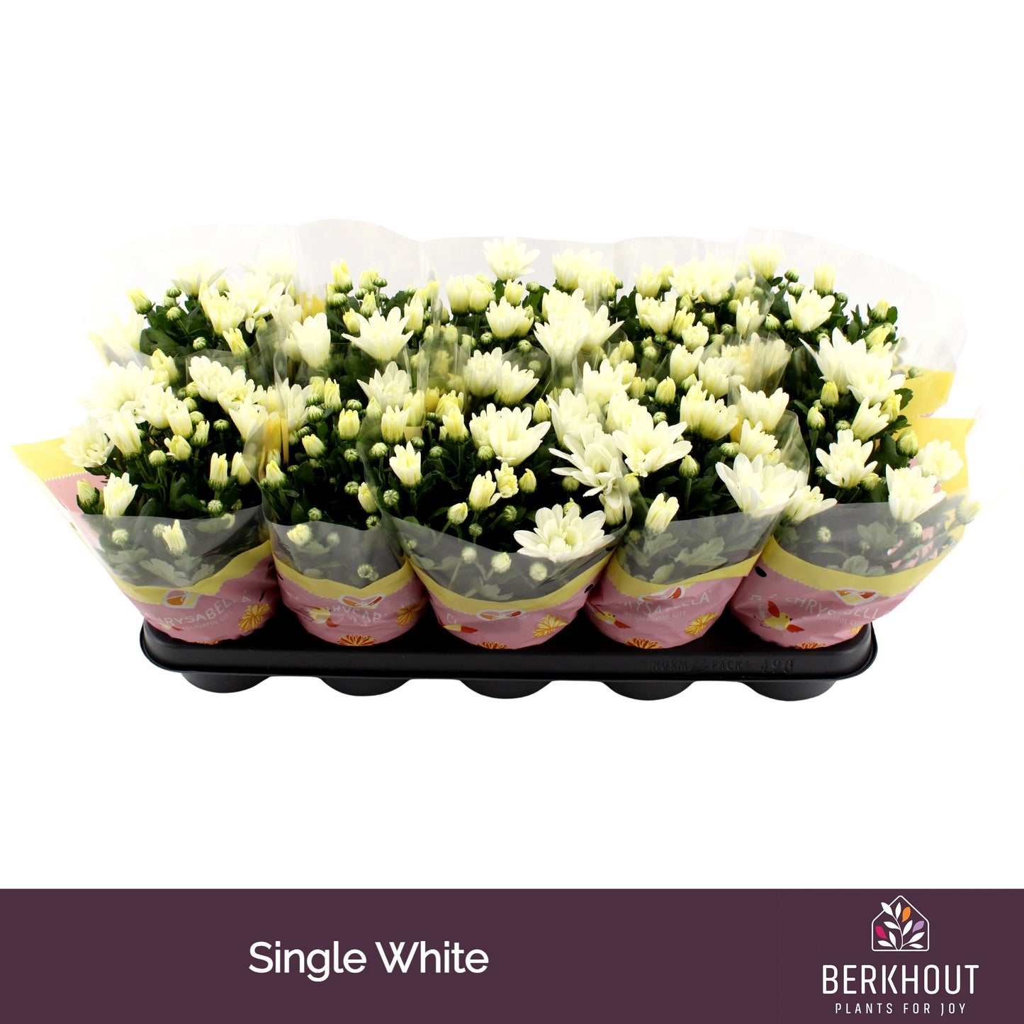 Chrysanthemum Berlise 23cm 12cm Pot