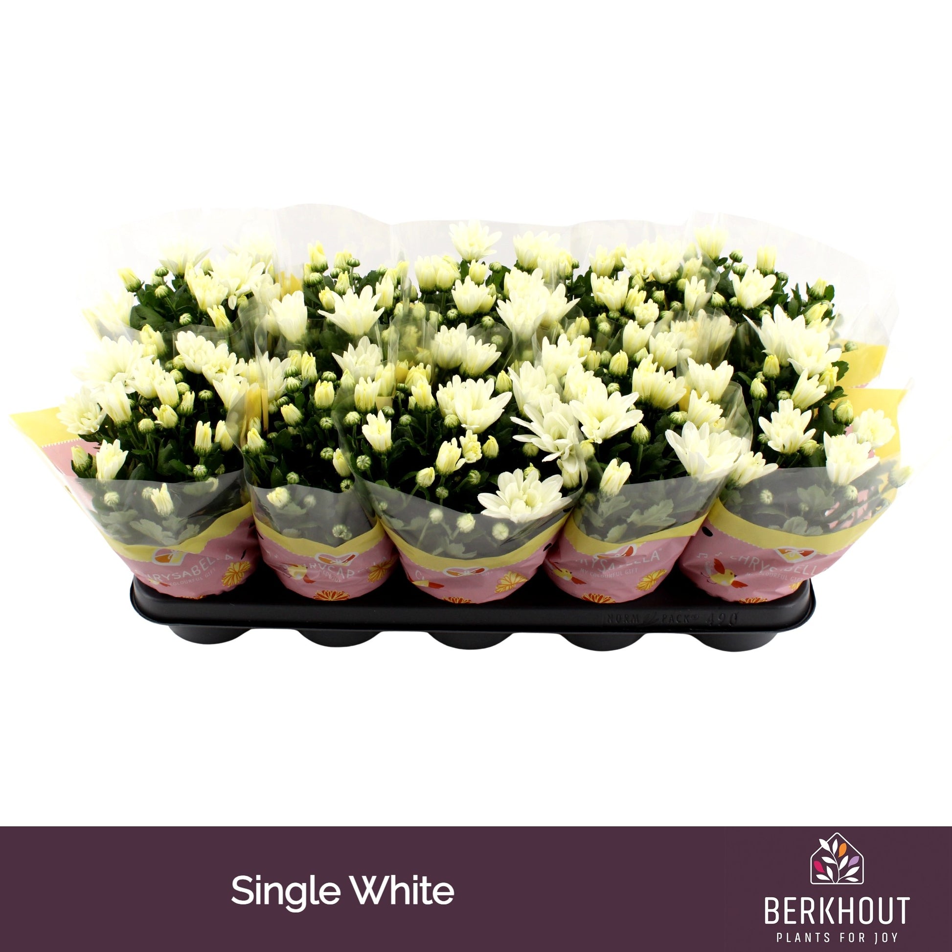 Chrysanthemum Berlise 23cm 12cm Pot