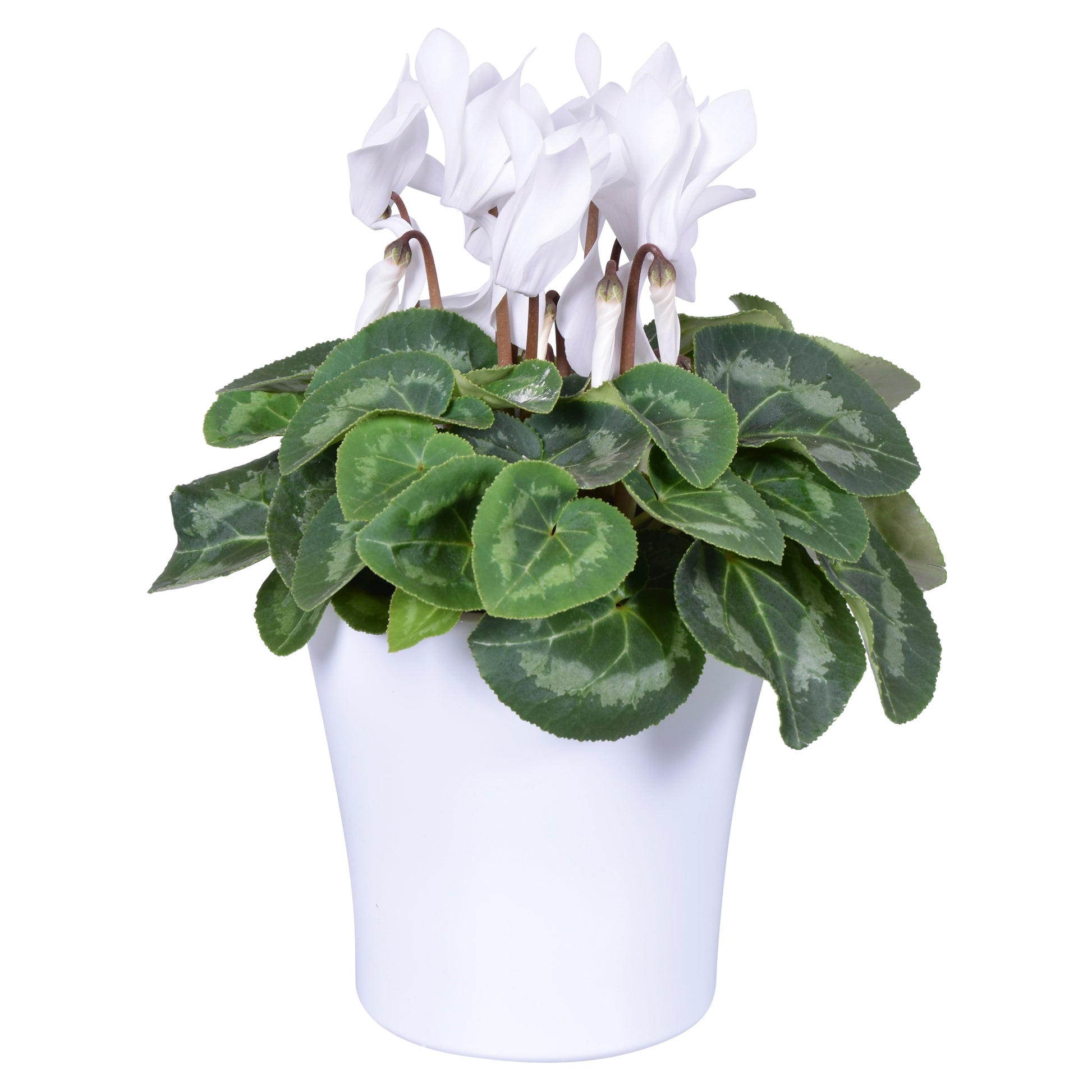Cyclamen Allure white (+ drp.ceramic) 27cm 14cm Pot