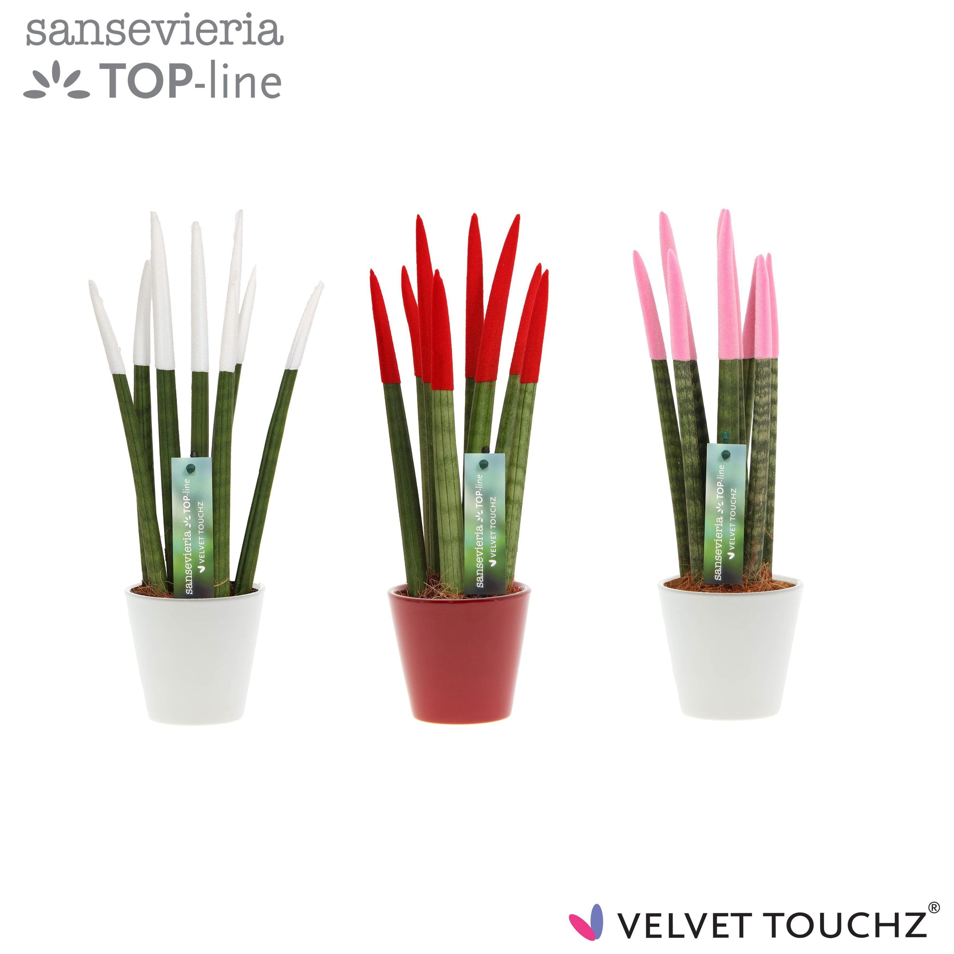 Sansevieria cylindrica 33cm 8.5cm Pot