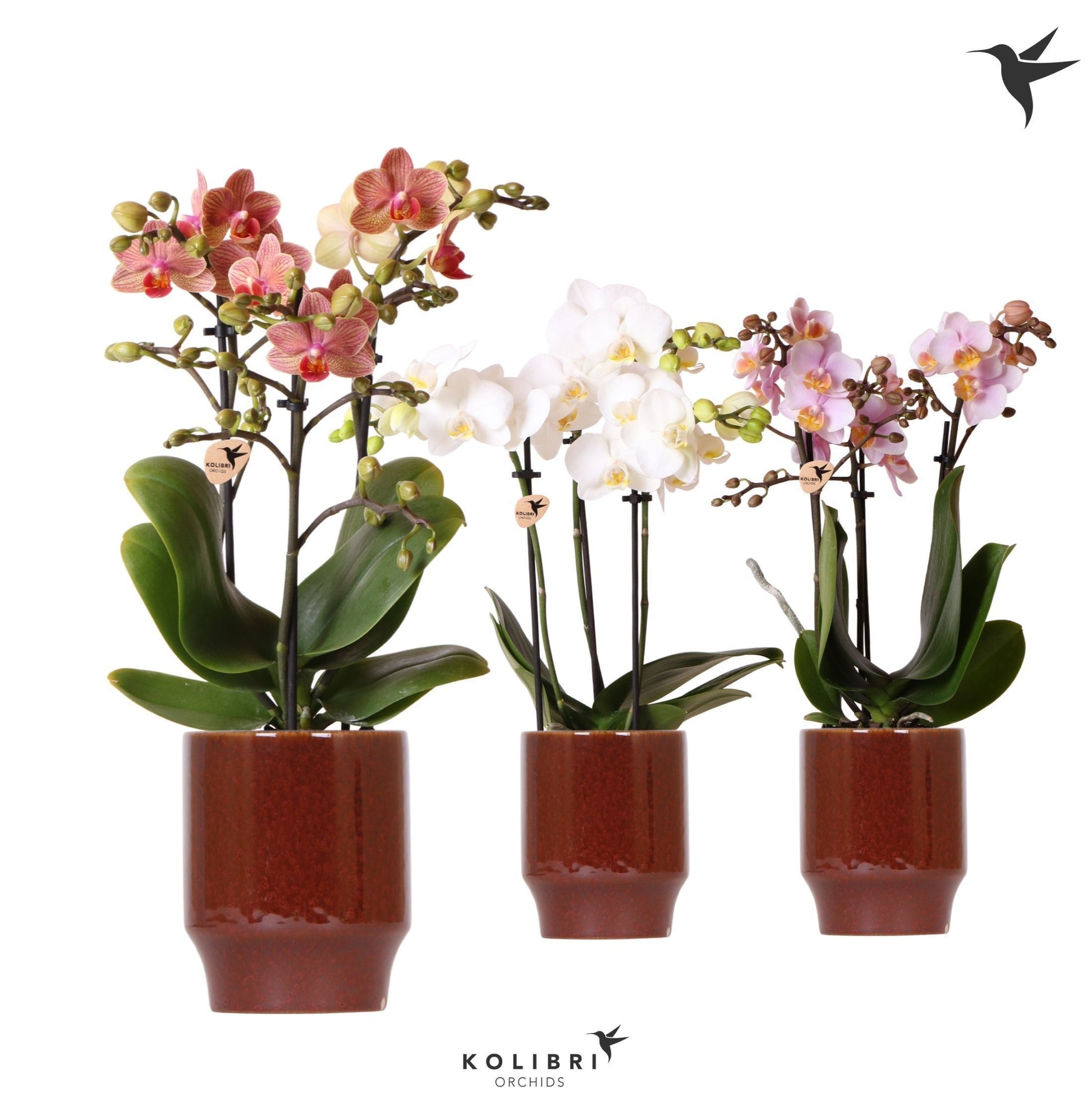 Kolibri Orchids Phalaenopsis mix 3 spike in Classy pot red 40cm 9cm Pot