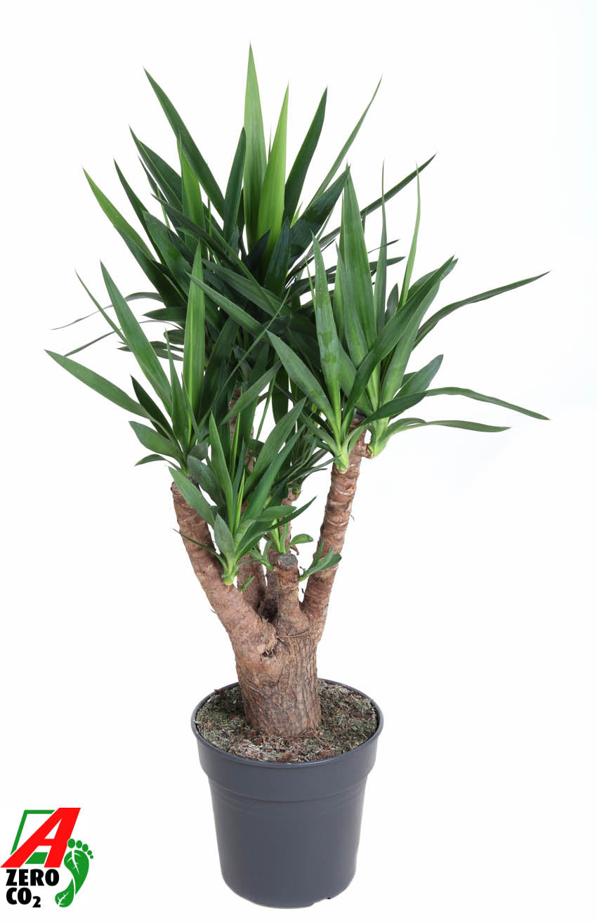 Yucca branched 110cm 27cm Pot