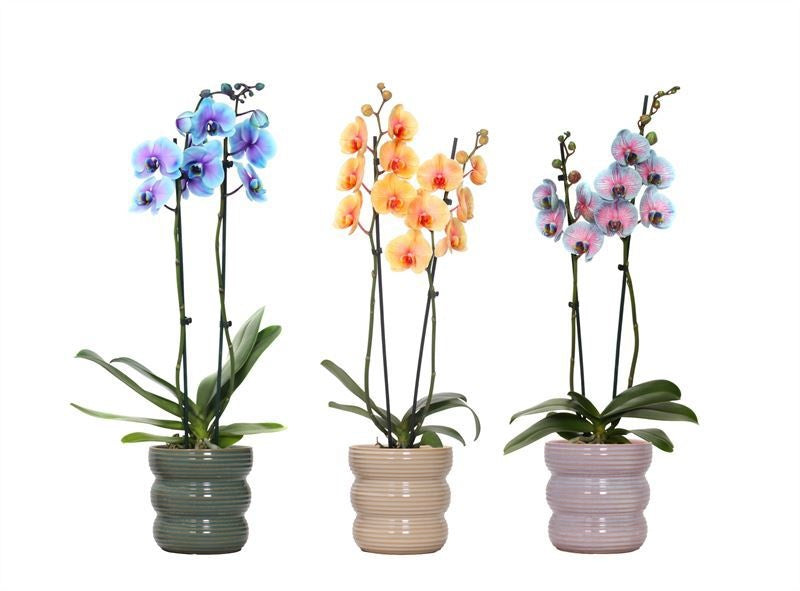Phalaenopsis Hybrid 55cm 12cm Pot