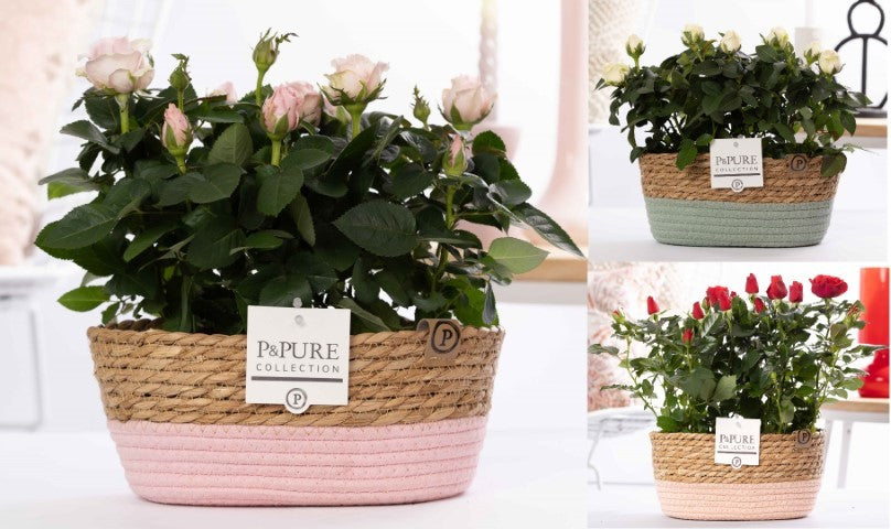 Pure Collection Rosa Beau Monde mix Pack of 3