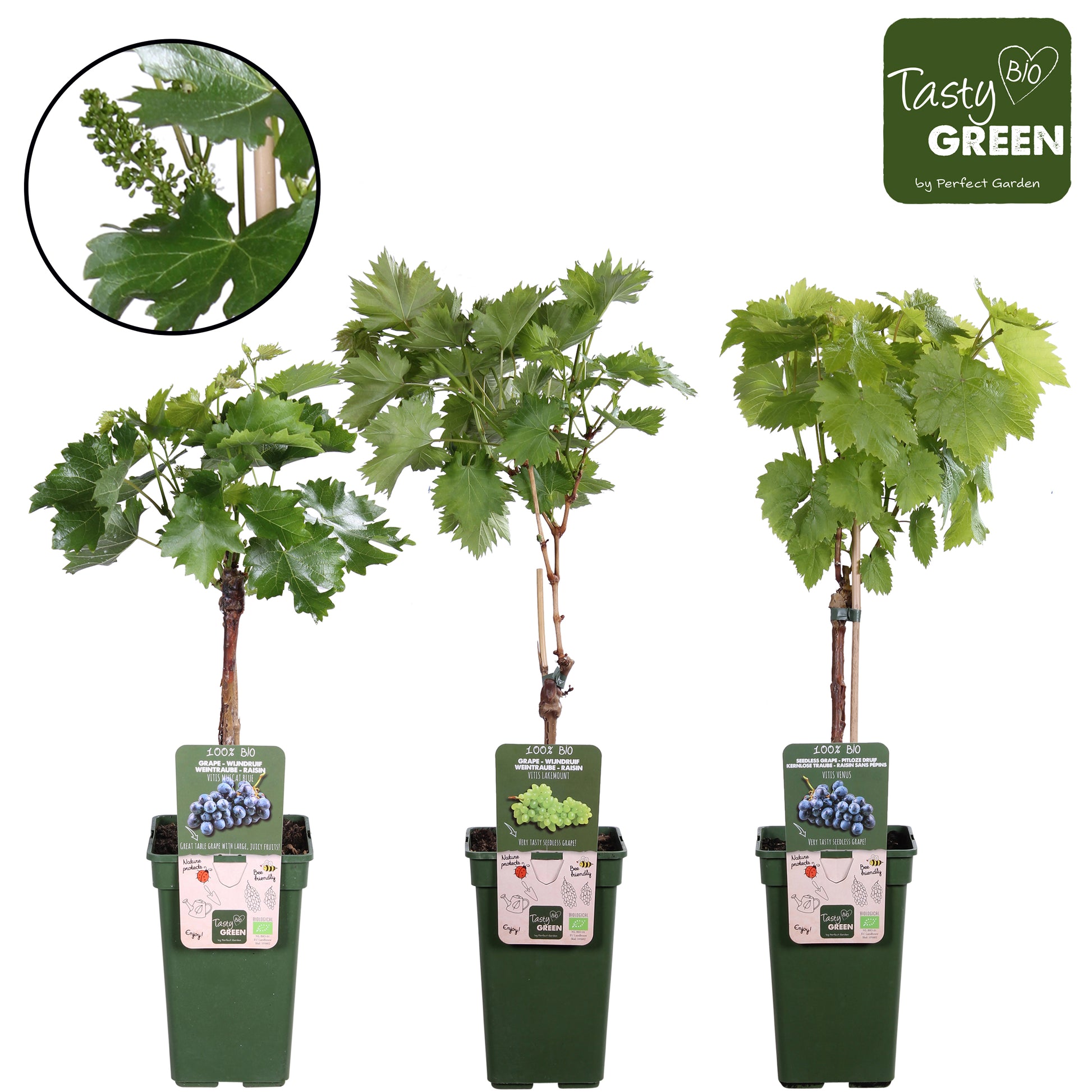 Vitis Attika (Grape) 50cm 19cm Pot