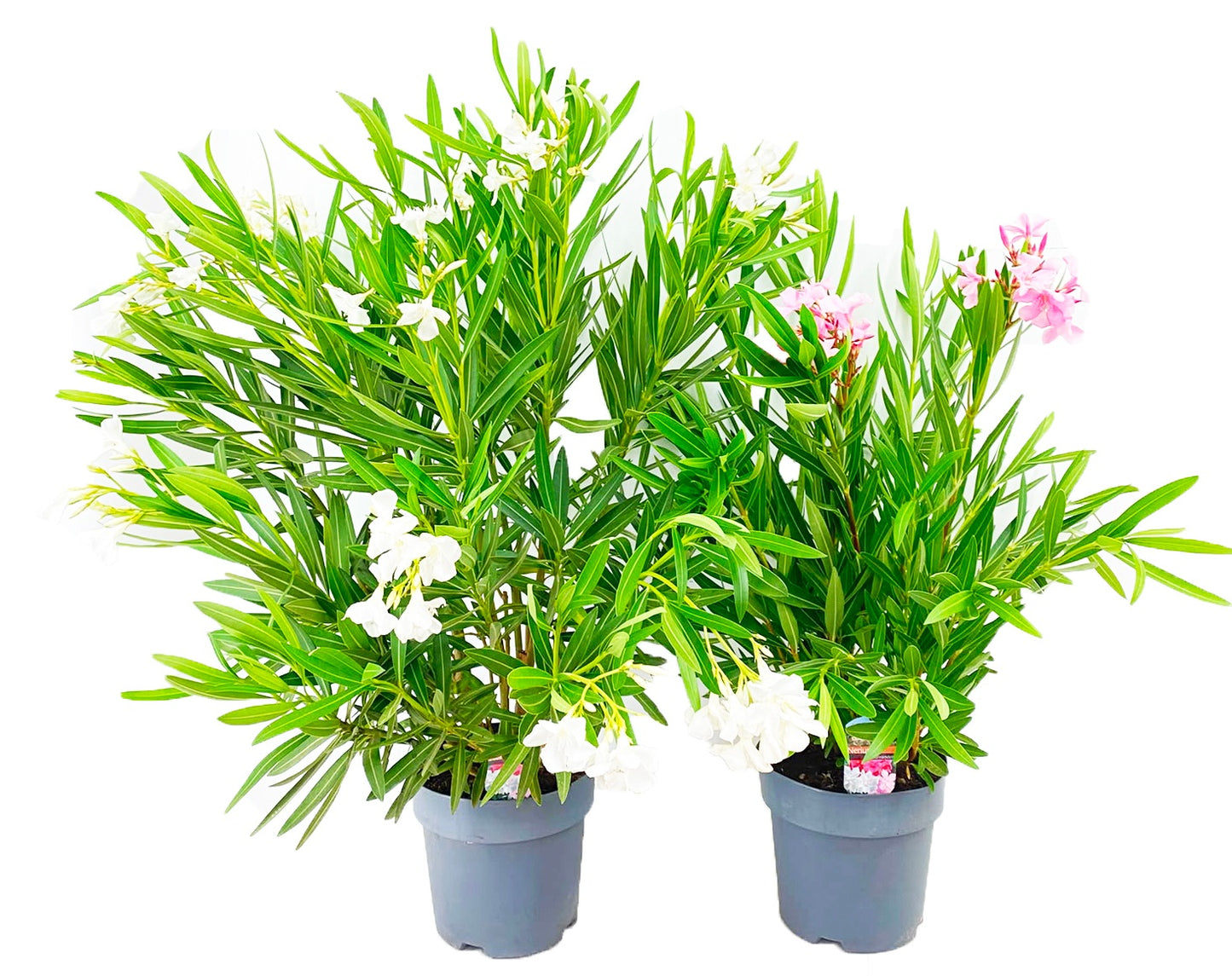 Nerium oleander mix 100cm 24cm Pot