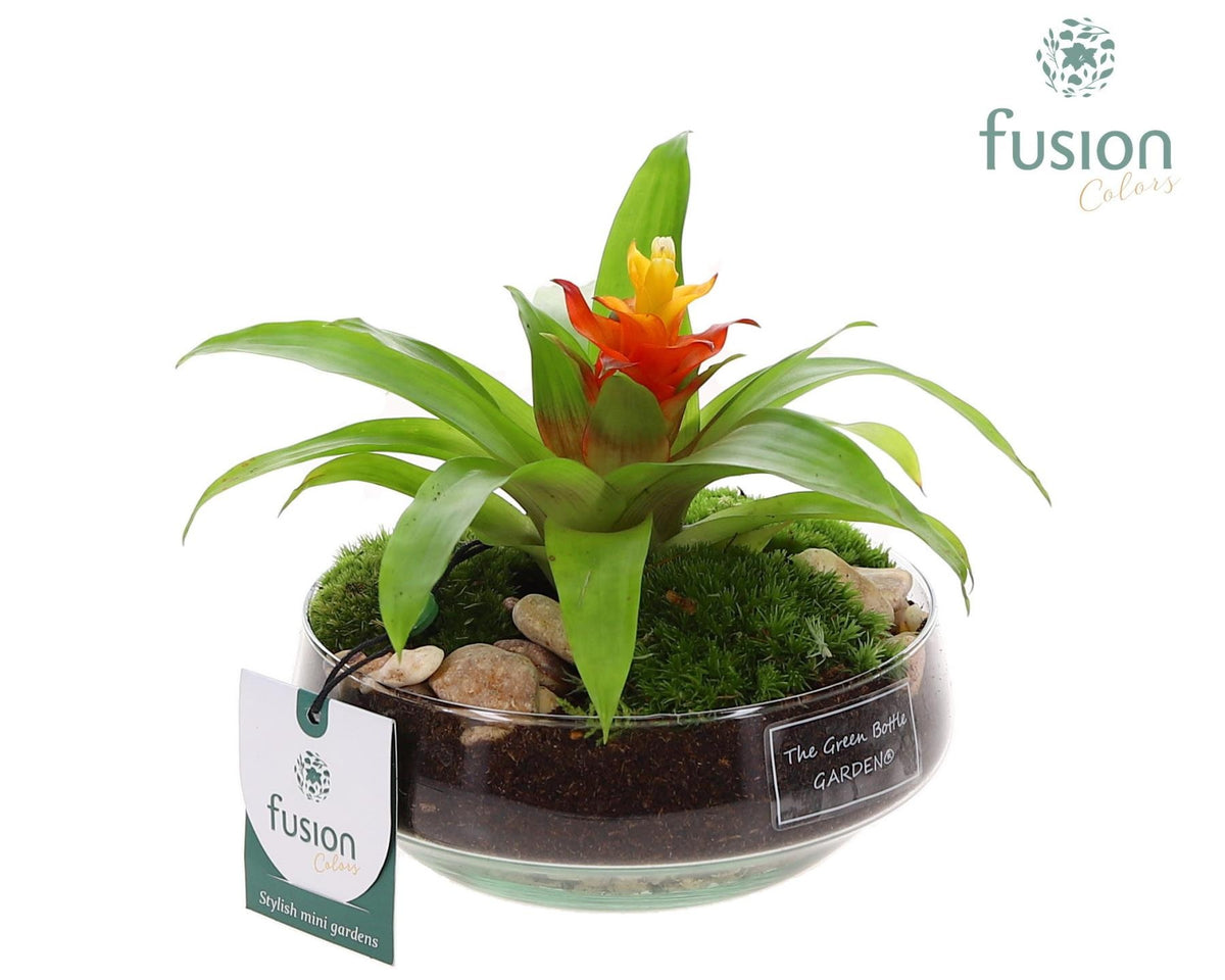 arr. Bromelia 15cm 15cm Pot