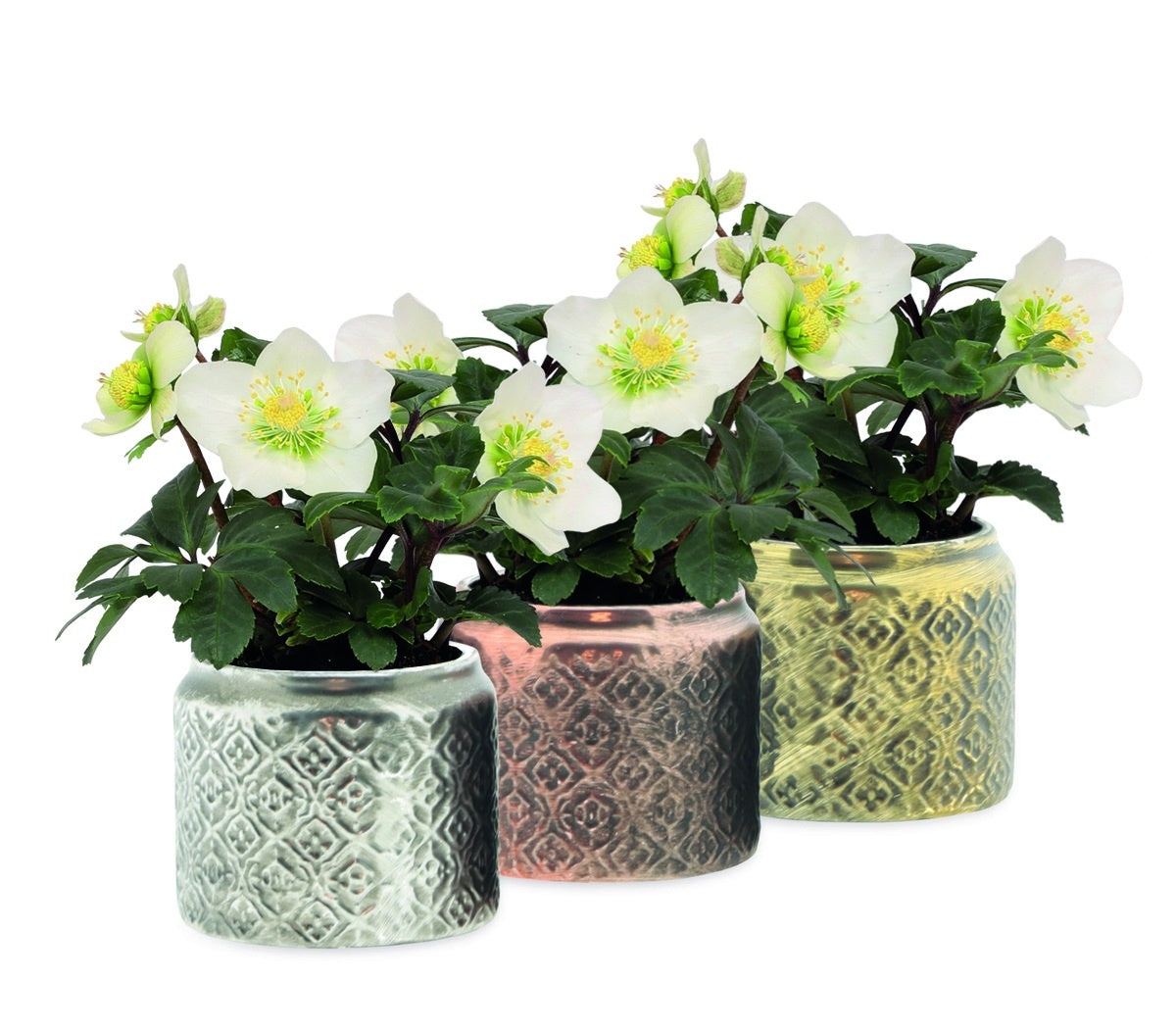 Helleborus niger Christmas Carol 15cm 7cm Pot