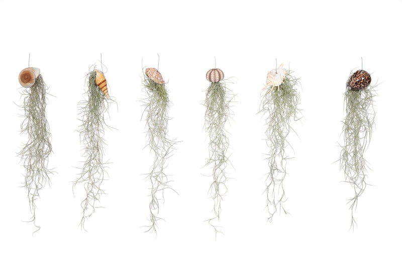 Tillandsia usneoides