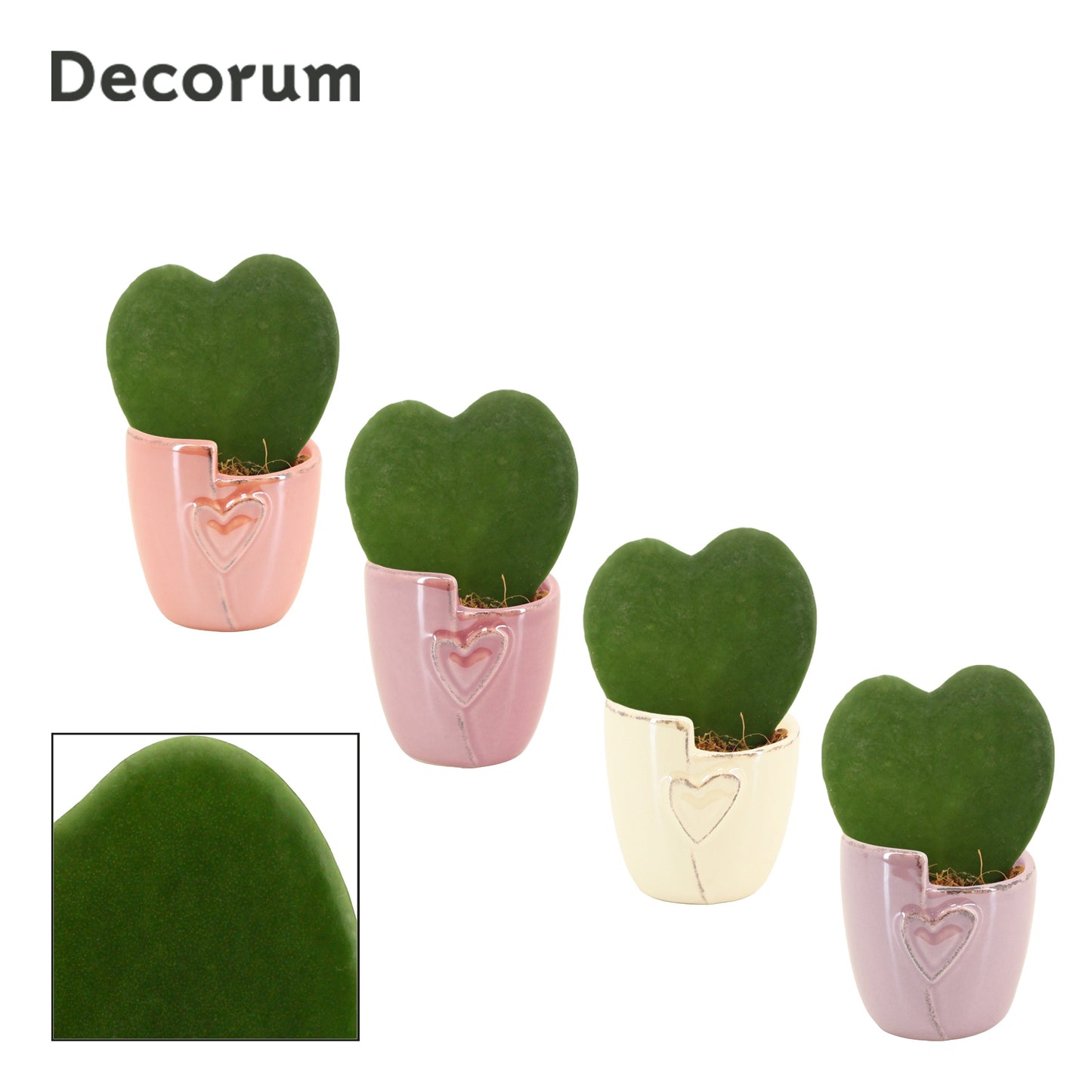 Duijn-Hove BV, kwekerij Hoya kerrii Pack of 16