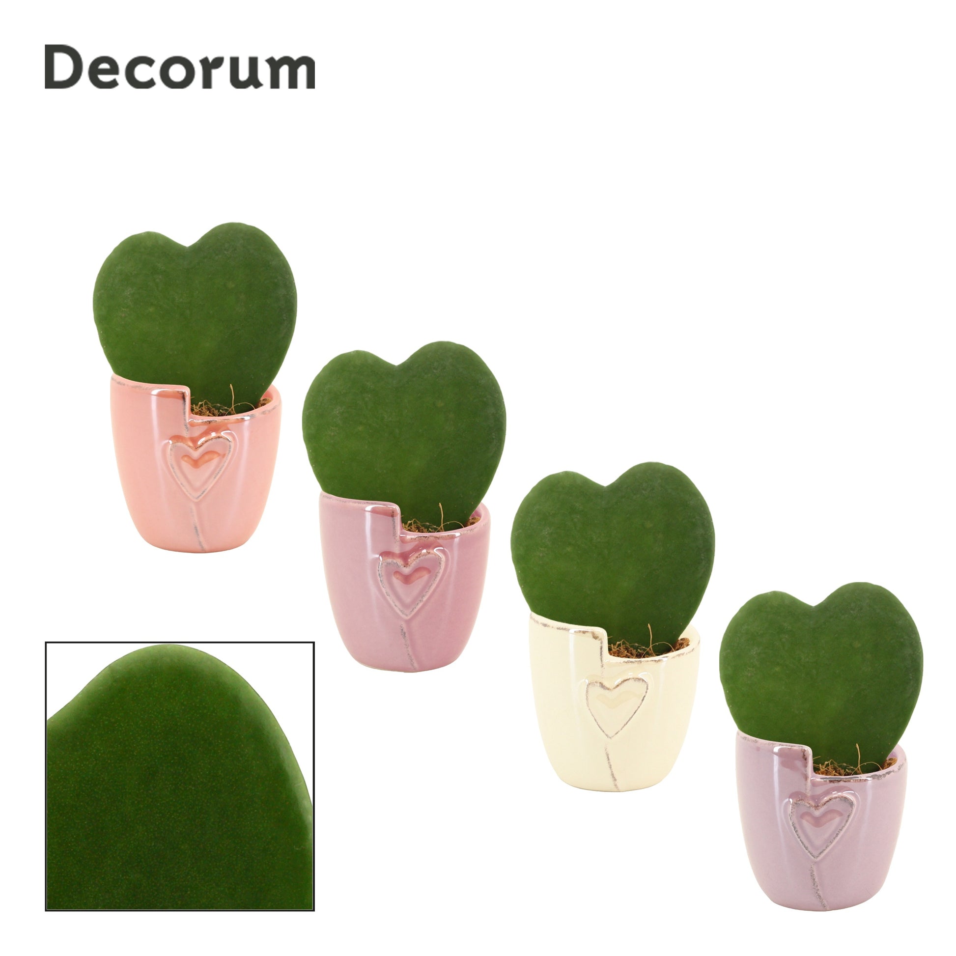 Duijn-Hove BV, kwekerij Hoya kerrii Pack of 16