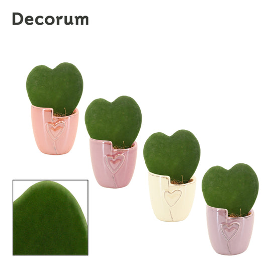 Duijn-Hove BV, kwekerij Hoya kerrii Pack of 16