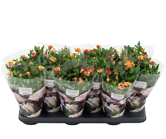 Rosa Liss 28cm 10.5cm Pot