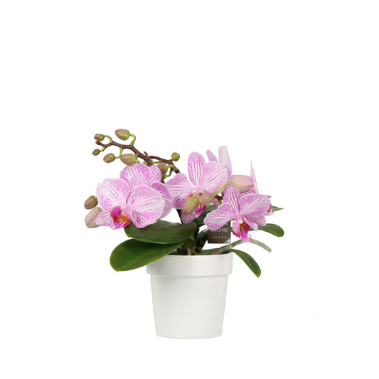 Phalaenopsis pink 25cm 7cm Pot