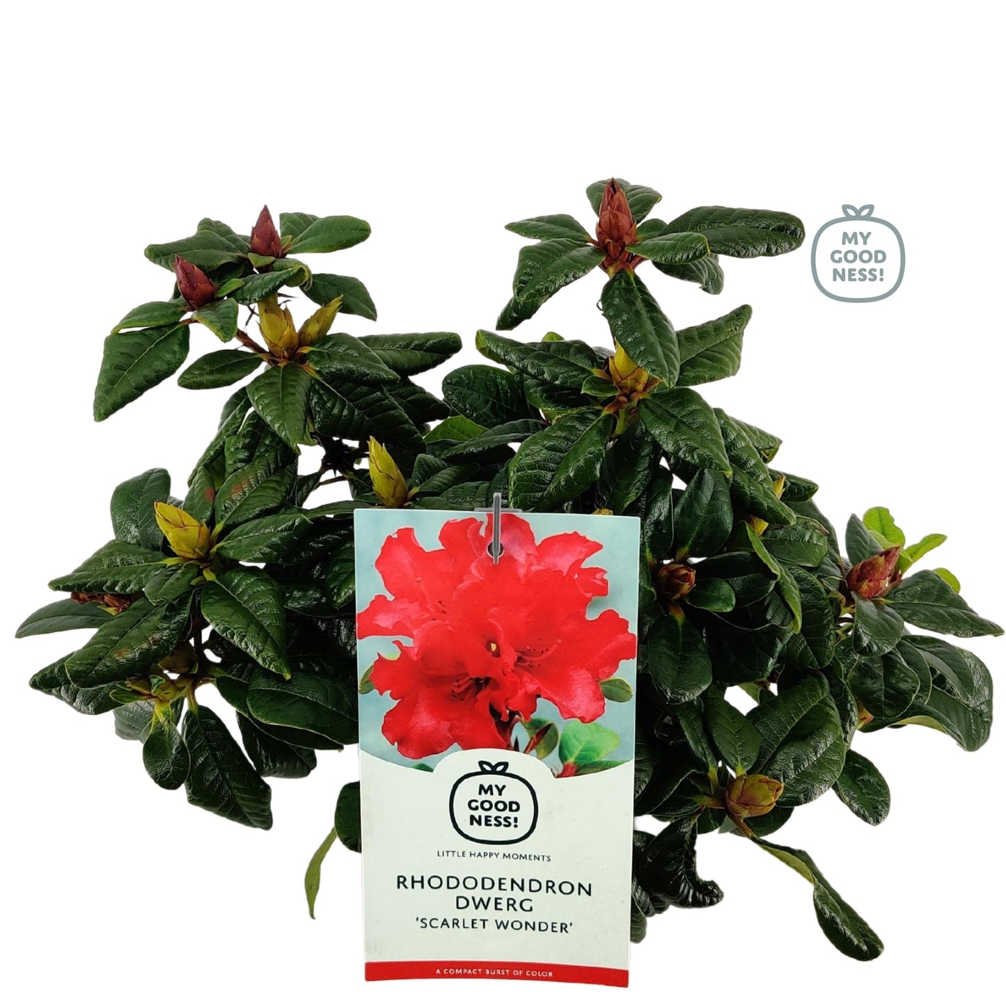 Leybaert BVBA Rhododendron Scarlet Wonder Pack of 1