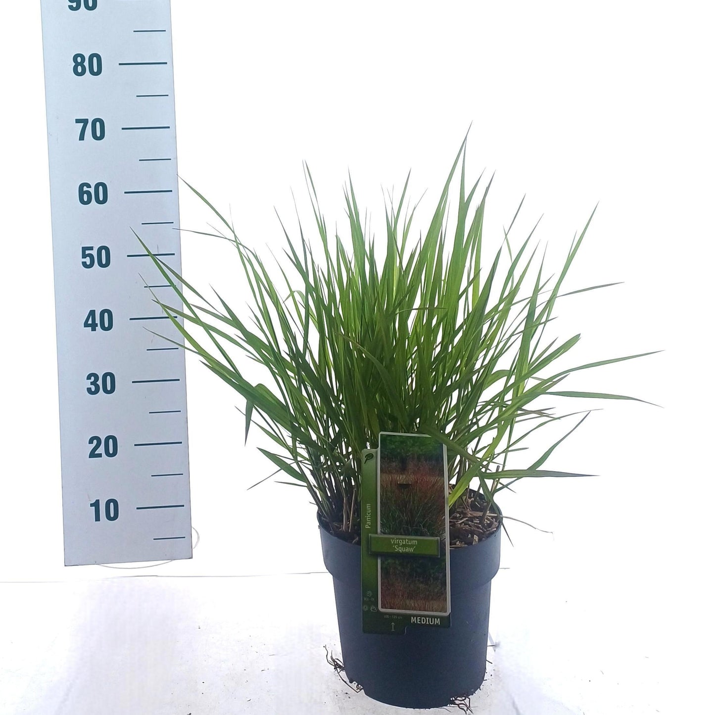 Panicum Squaw 55cm 23cm Pot