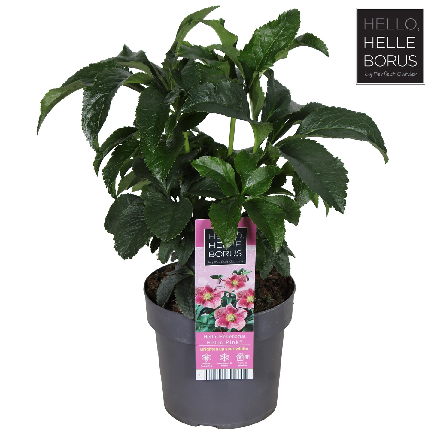 Helleborus orientalis 35cm 17cm Pot