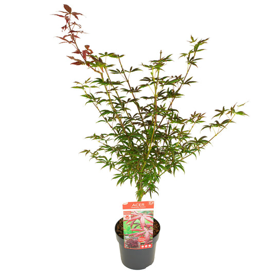 Acer Starfish 70cm 19cm Pot