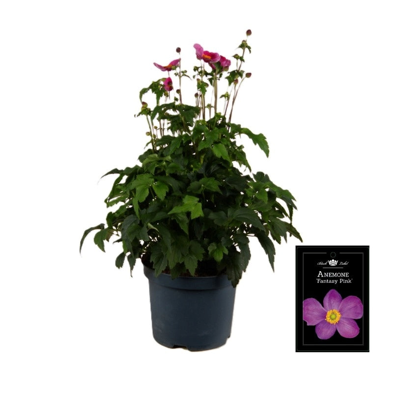 Anemone Fantasy Pink 70cm 19cm Pot
