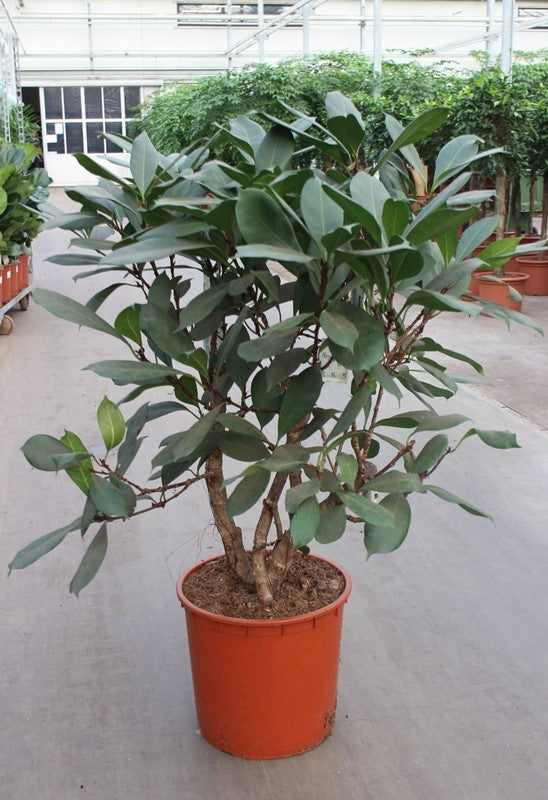 Ficus cyathistipula 130cm 34cm Pot