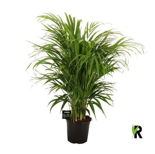 Dypsis lutescens 85cm 19cm Pot