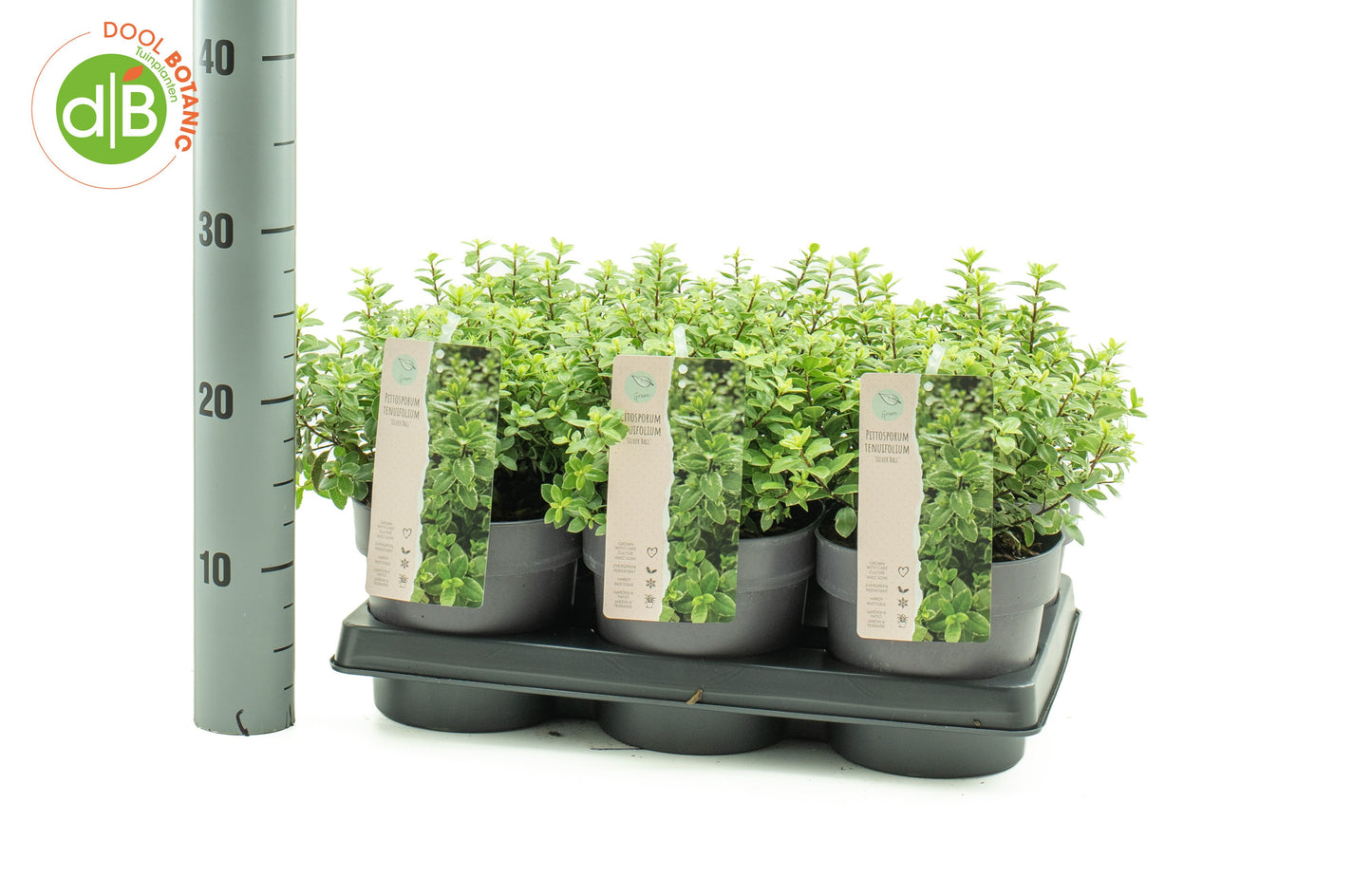 Pittosporum tenuifolium 20cm 15cm Pot