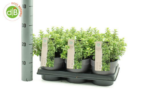 Pittosporum tenuifolium 20cm 15cm Pot