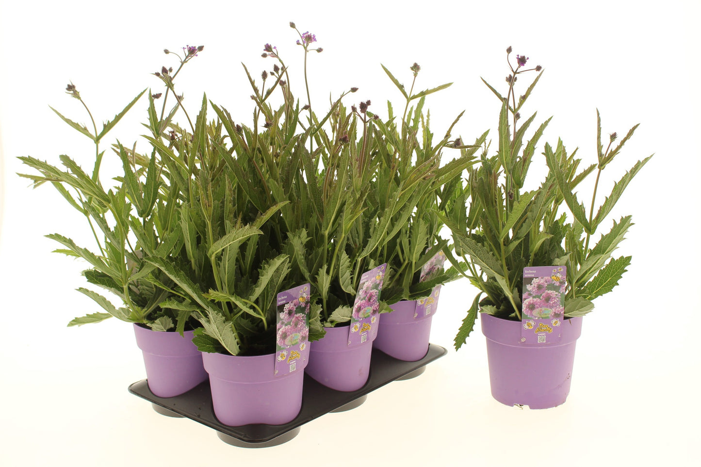 Verbena Lavender Spires 25cm 15cm Pot
