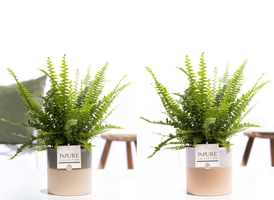 Nephrolepis Green Lady 35cm 12cm Pot