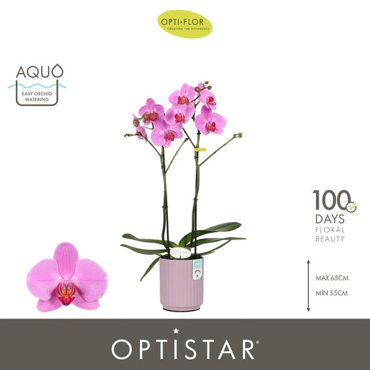 Phalaenopsis pink 60cm 12cm Pot