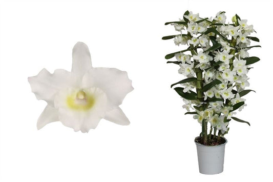 Dendrobium Apollon 50cm 12cm Pot