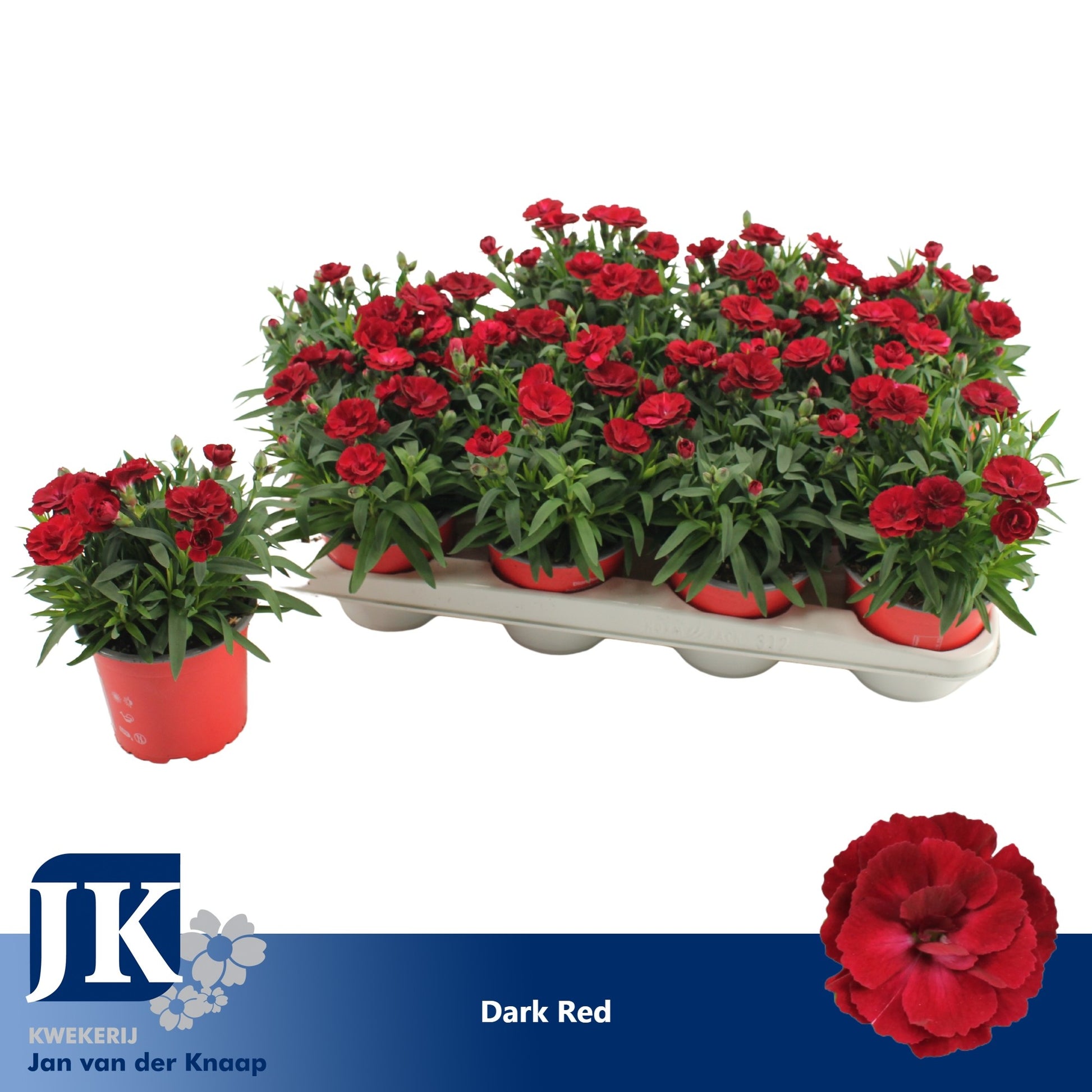 Dianthus Oscar Dark Red 22cm 12cm Pot