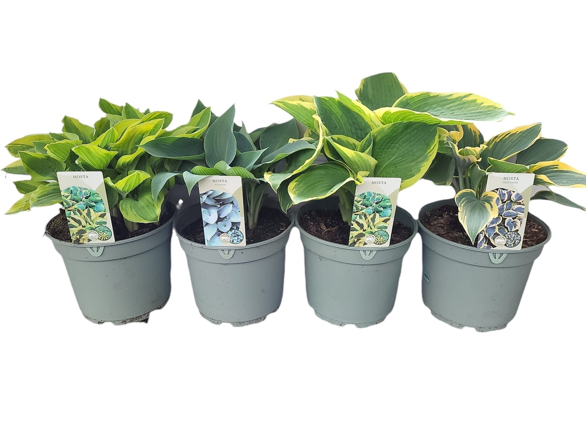 Woudenberg, VOF Gebr. van Hosta mix Pack of 1