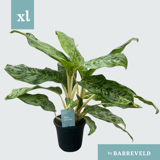 Aglaonema Peacock 80cm 24cm Pot