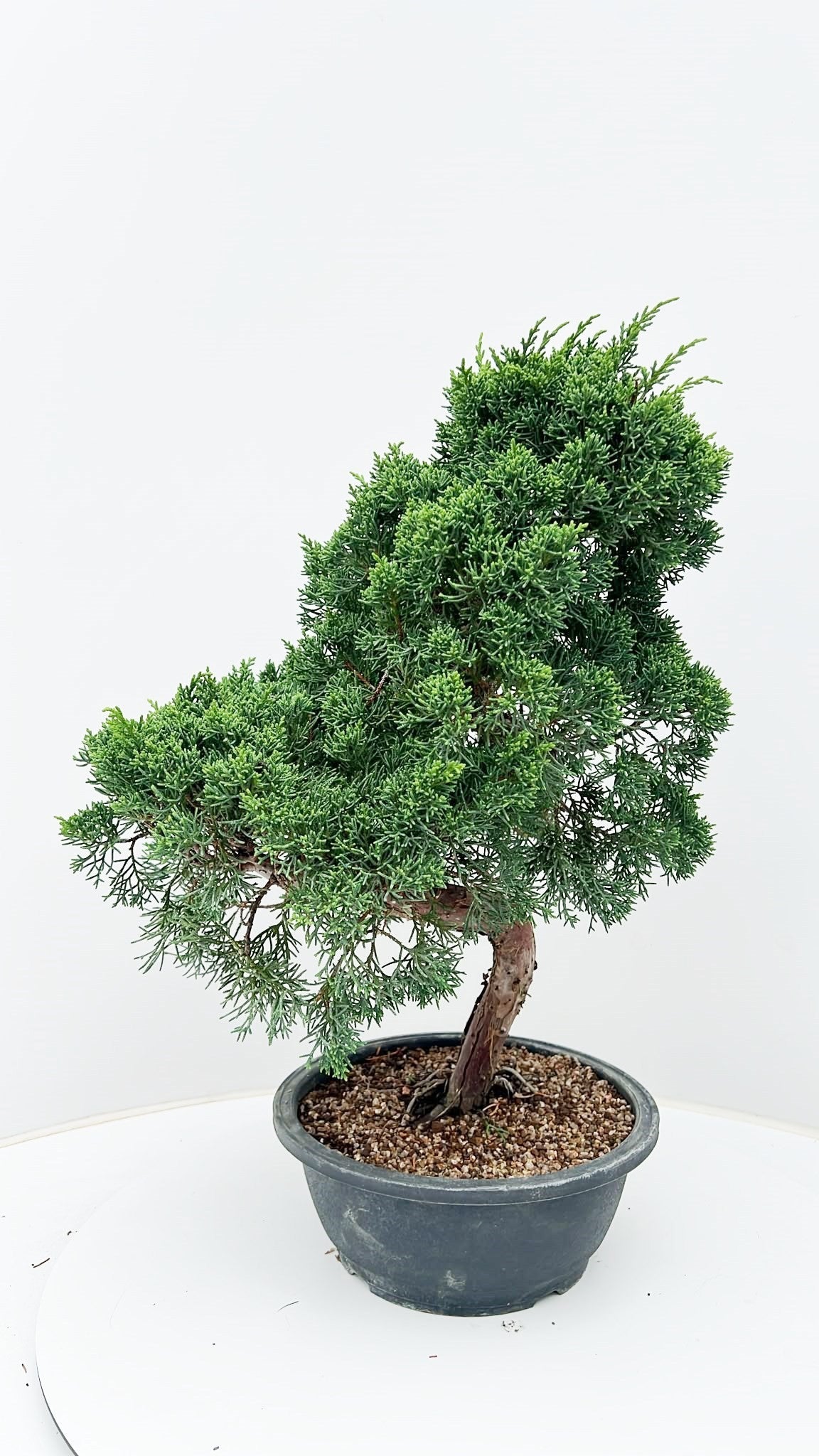 Juniperus chinensis 55cm 23cm Pot