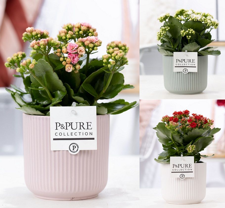 Kalanchoe Rosalina mix 27cm 12cm Pot