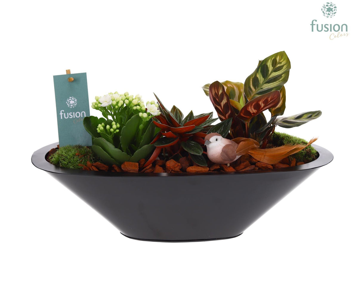 Zinken schaal antraciet met Arrangement 25cm 36cm Pot